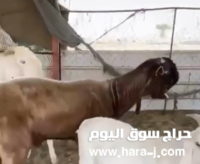 للبيع ..تيوس