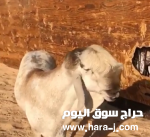 للبيع الغضنفر
