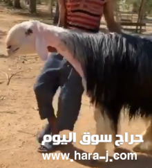 للبيع فحل نجدي على القضب