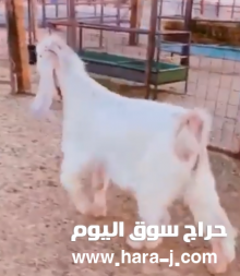 للبيع تيس عـارضي اصفر صافي