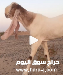 للبيع ولد الوسام ولد اليموني
