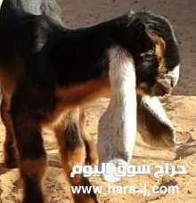 للبيع عارضيه طيبه ومعرفه معها توم