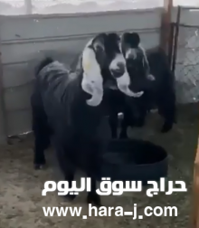 للبيع معزا عواض صنف