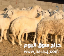 للبيع غنم حريات خلفات