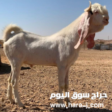 للبيع فحل هولندي ابرص فاخر