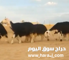 للبيع اثنوات صنف بفحله