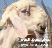 للبيع طلي من حلال ماجد العنيضيل