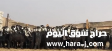 للبيع مراح معزا عوارض طيبه