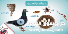 طارد الحمام بحفر الباطن