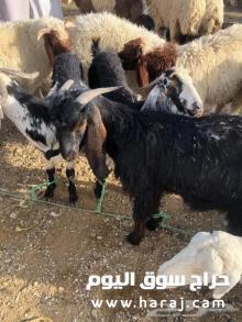 » للبيع 3تيوس طيبه