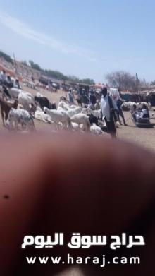 راعي غنم ابن حلال سوداني