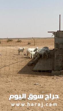اعلان عن بيع بهم